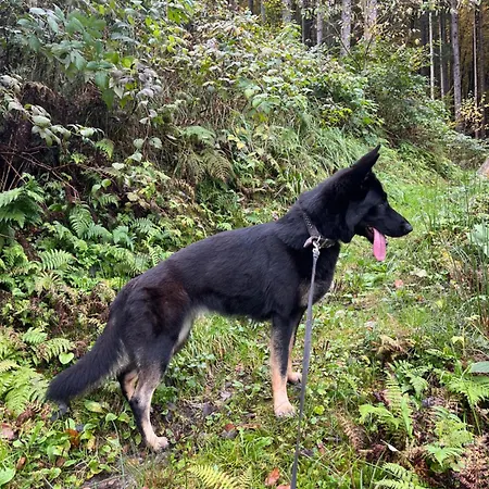 Vogelsinger Lejlighed *