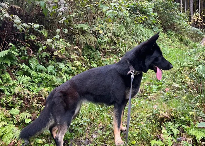 Vogelsinger Apartment *